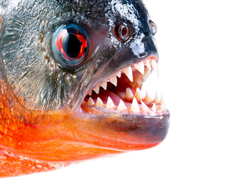 Sharp edged piranha fish with open mouth showing dangerous teeth on transparent background PNG cutout