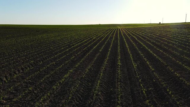 Aerial view of a young green cornfield with rows of sprouts stretching to the horizon during a golden hour sunset