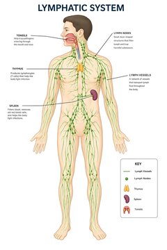 Human Lymphoid Organ System with Lymph Vessels and Regional Nodes