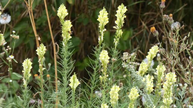 Honey bee Apis mellifera feeds on yellow toadflax Linaria vulgaris wildflowers in field, medium shot, sunlight, natural lighting. Vitality and Resilience.
