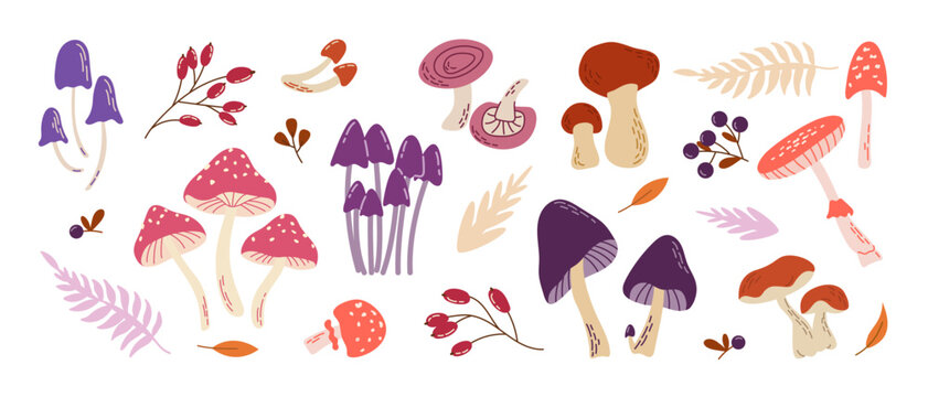 Hand drawn set of various wild mushrooms, amanita toadstools, berries, and pastel fern leaves. Bright flat vector elements isolated on white background.
