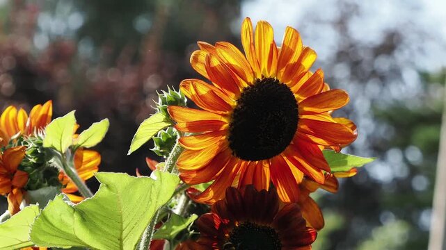 Yellow sunflower with dark center sways slightly in the breeze, framed against a soft out-of-focus tree background.