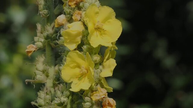 Yellow Mullein flower spike in movement in soft focus.