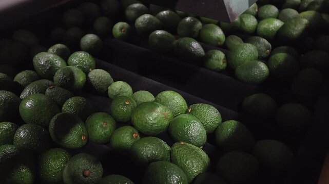 After washing, avocadoes are buffed on rollers in production facility