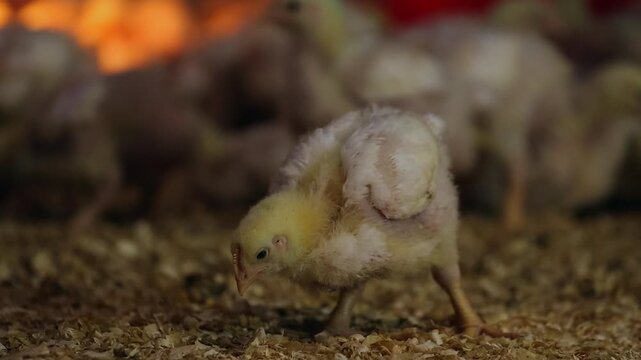 Little yellow chick pecks at sawdust on barn floor at chicken farm