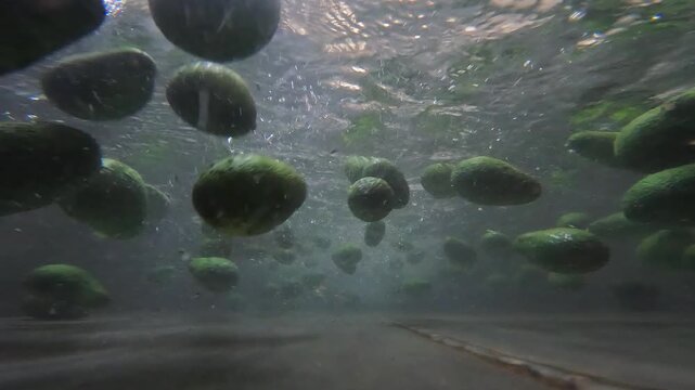 Avocados in processing plant wash flume float past underwater camera