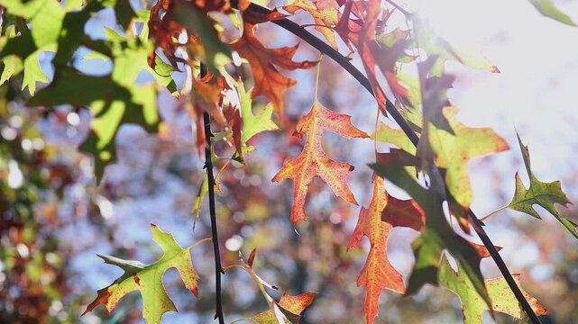 Forest trees: Pull focus to backlit orange oak leaf in autumn colors