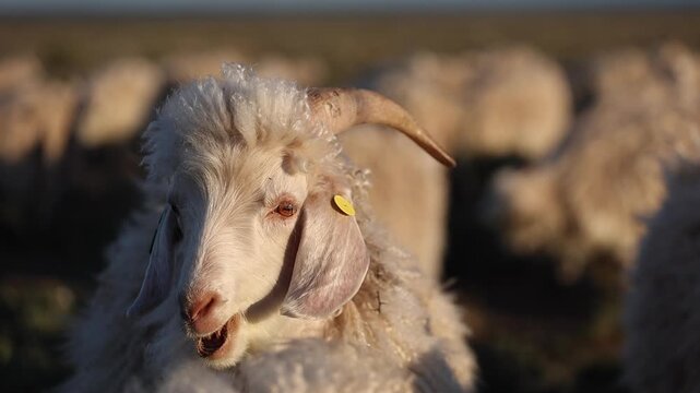 Angora goat chews cud in pasture, CU in beautiful golden hour light