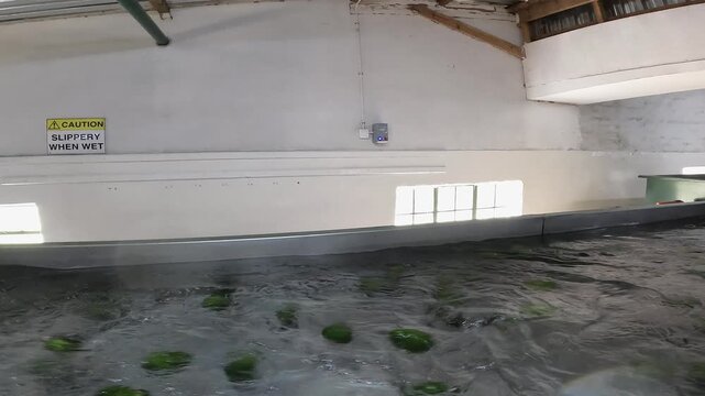 Avocados float past in washing flume inside food processing facility