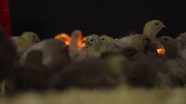 Little yellow chicks compete for space in dark chicken barn, copy space