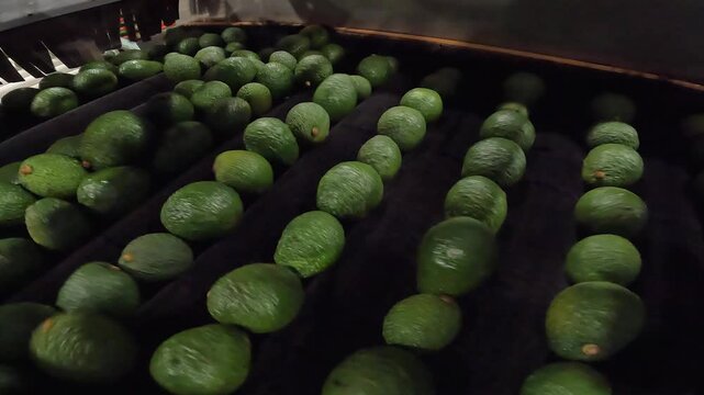 Fresh avocados are buffed and dried on foam rollers in processing plant