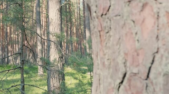 close view of pine bark opening panorama of summer forest. camera gliding along pine trunks toward sunlit forest road. concept of pine texture and slow journey through wild woodland