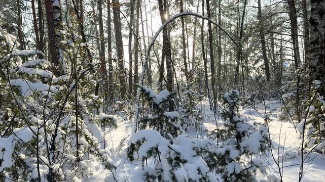 Thick layers of snow rest on pine branches with patches of blue sky visible in a sunlit winter forest.