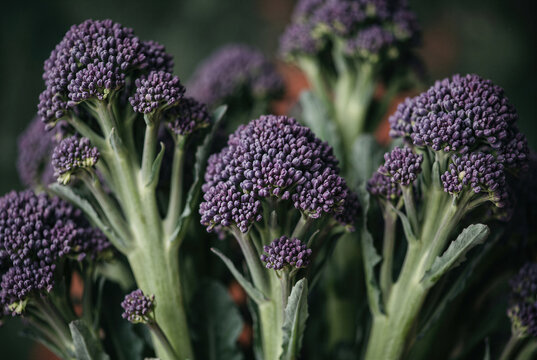 Fresh organic raw purple sprouting broccoli and broccolini florets with green vegetable stalks.