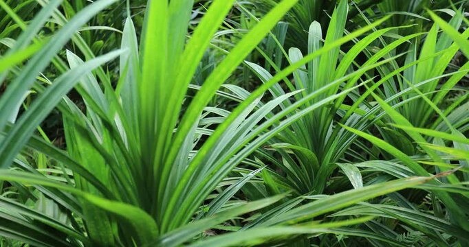 Green pandan leaf grow in the field
