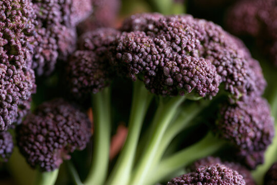 Macro detail of fresh organic purple sprouting broccoli florets healthy raw vegetable