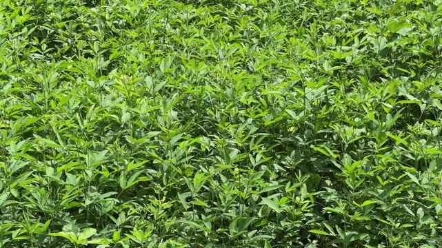 closeup view of a dense pigeon pea plantation with rows of lush green plants swaying gently in the breeze across open farmland under natural daylight