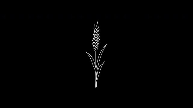 Minimalist Wheat Stem Line Art on Black Background