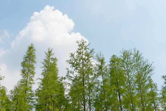 A low-angle view of vibrant green trees reaching toward a bright blue sky filled with large white cumulus clouds. The scene captures the tranquil atmosphere and natural beauty of Bailuwan wetland