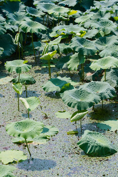A vibrant close-up of large green lotus leaves and seed pods growing in a wetland pond under bright summer sunlight. The composition captures the organic texture and dense growth of aquatic plants in