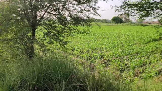 Country Road Surrounded by Green Trees