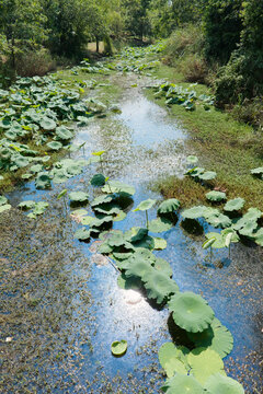A serene view of large green lotus leaves floating on a water surface in the Bailuwan wetland during summer. The scene captures a tranquil atmosphere with soft sunlight reflecting off the water amidst