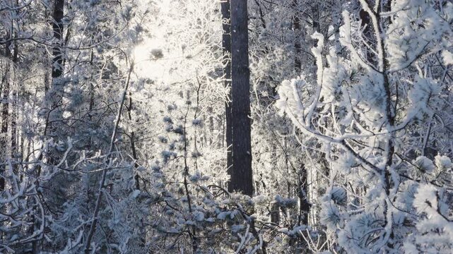 Snow and frost blanket trees in a dense forest illuminated by soft winter sunlight.