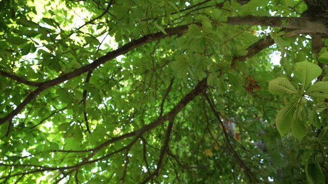 Low angle view of lush green horse chestnut leaves swaying in the wind on a bright sunny day