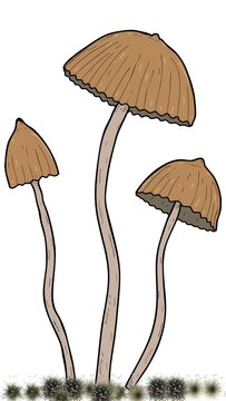 mushrooms on a white background