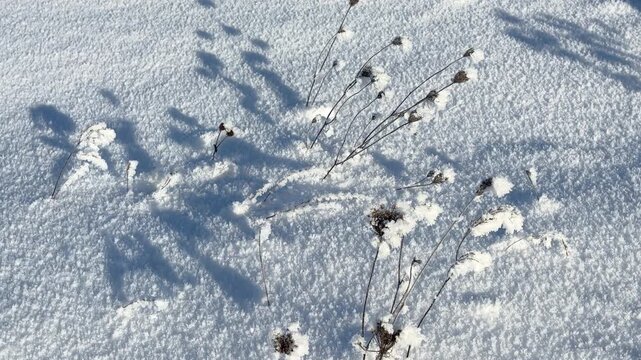 A narrow path winds through a snow covered forest as soft sunlight creates a gentle glow across the winter landscape.