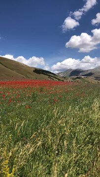 Blooming red poppy field in Castelluccio di Norcia plateau Sibillini Mountains National Park Umbria Italy