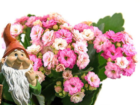Flammendes K&auml;thchen,Kalanchoe blossfeldiana,vor wei&szlig;em Hintergrund