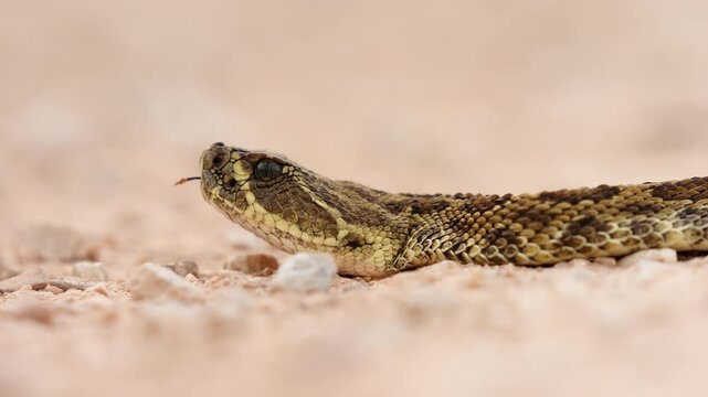 Prairie rattlesnake or Great Plains rattlesnake (Crotalus viridis) tongue flicking sensing danger, a venomous pit viper species native to the western United States, southwestern Canada, and Mexico