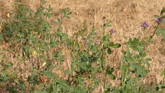 Purple alfalfa Medicago sativa wild flowers sway in dry field, camera pan, wide shot, natural lighting, sunny. Resilience and Sustainability.