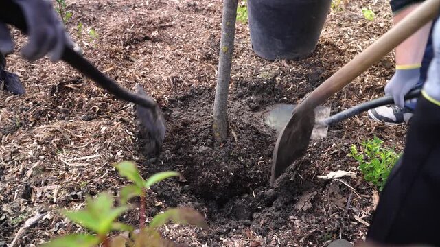 Team of gardeners working together to plant a tree sapling in a mulched rain garden for xeriscaping