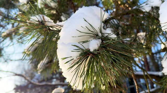 Fresh snow rests on green pine needles with soft sunlight in a winter forest setting.