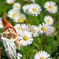Gänseblümchen, Bellis perennis, in einer Nahaufnahme © M. Schuppich