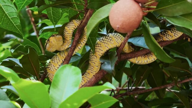 Close-up static shot of a yellow Wagler's Pit Viper poised in an S-shape on a fruit tree branch near two round brown sapodilla fruits.