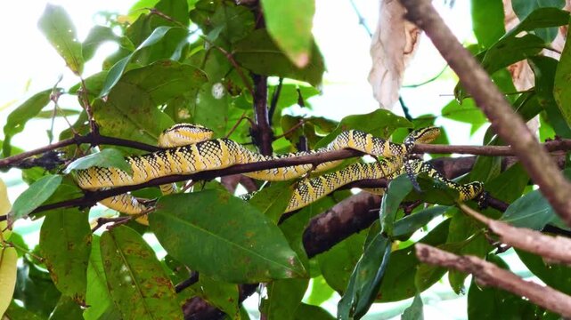 Medium static shot of a bright yellow and black patterned female Wagler's Pit Viper (Tropidolaemus wagleri) draped lengthwise across several thin tree branches surrounded by green leaves.