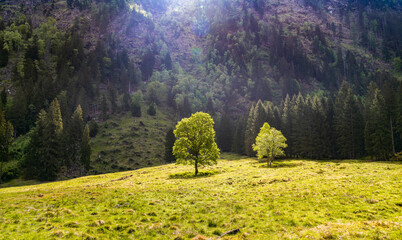 Naklejka premium Tree in green meadow at hilly mountain panorama. Ecology and nature simplicity. Single tree in mountain meadow landscape nature. Mountain travel reveals serene meadow and untouched landscape