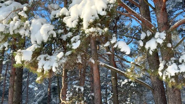 Warm sunlight streams through snow covered pine branches creating a soft glowing effect in a winter forest.