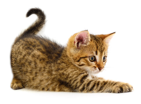 Tabby kitten playful pose isolated on white background