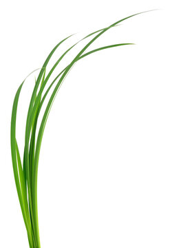 Green grass blades isolated on white background