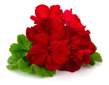 Red geranium flowers with green leaves isolated on white background