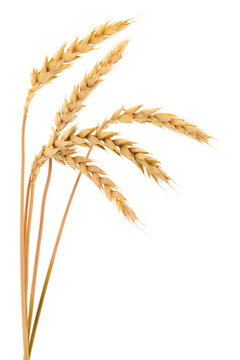 Ripe ears of wheat isolated on white background
