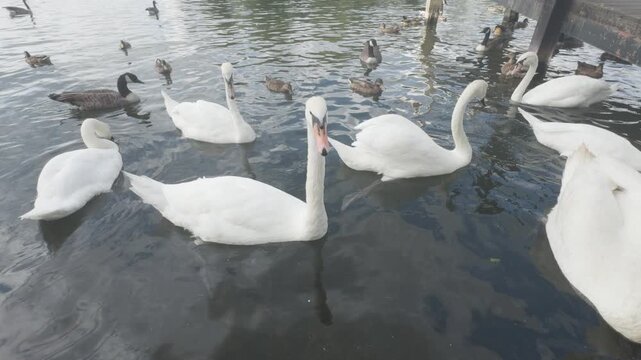 swans and other waterfowl in the river thames, london