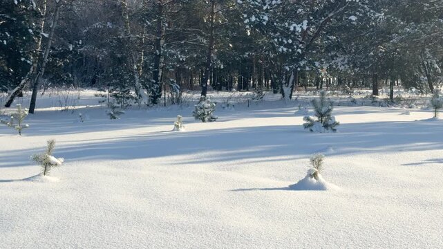 Snow blankets a quiet pine forest as gentle sunlight casts long shadows across the winter landscape.