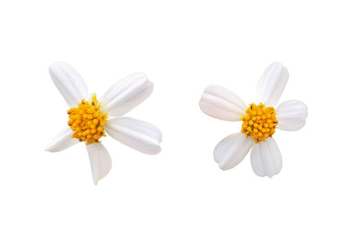 Isolated ugly bidens pilosa flower with clipping paths.