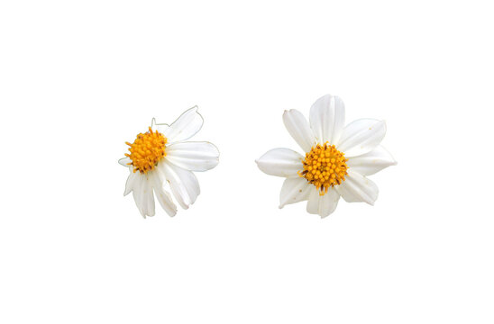 Isolated ugly bidens pilosa flower with clipping paths.