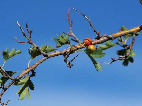 Ripening Fruits of Russian Hawthorn (Crataegus ambigua) Against Blue Sky in Colorado
